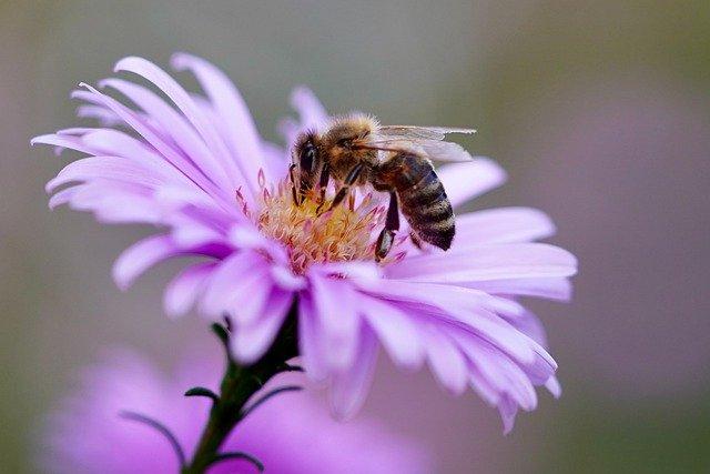 Honey bee sucking nectar from a flower