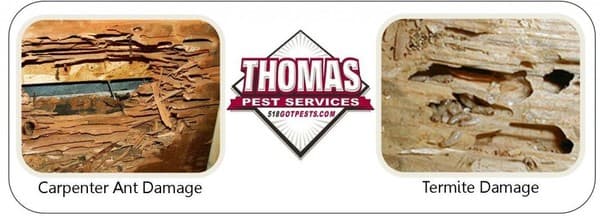 ant and termite damage comparison