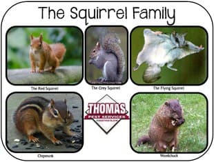 Common Squirrels In New York common squirrels found in new york