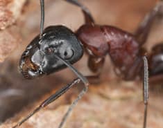 image of a carpenter ant in New York