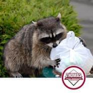Learn More About Our Animal Removal raccoon getting into the trash