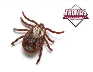 Learn More About Ticks tiny tick in albany ny