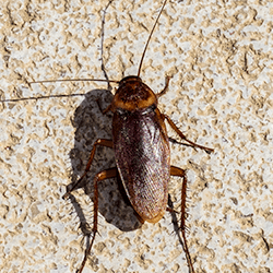Learn More About Cockroaches american cockroach climbing on home