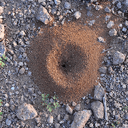 Learn How To Avoid Ant Hills ant hill up close
