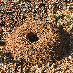 anthill