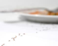 ants found in a kitchen