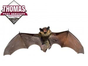 Learn More About Bat Removal large brown bat in new york