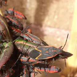 Learn More About Boxelder Bugs And How To Get Them Out Of Your Home boxelder bug infestation