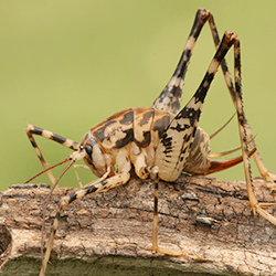 Are Camel Crickets As Dangerous As They Look Malta Pest Control