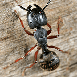 Learn How To Protect Your Albany Home From Carpenter Ants carpenter ant on water damaged wood