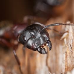 Learn More About Carpenter Ants And How To Prevent Them carpenter ant damaging wood