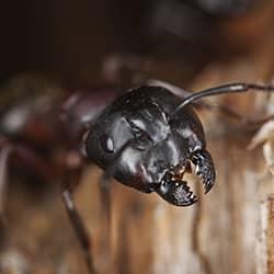 Get Ready For Ant Season By Protecting Your Property close up image on a damaging carpernter ant on new york property