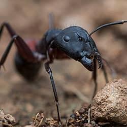 Prevent Destructive Carpenter Ants Before They Damage Your Property carpenter ant chomping away on wood in the backyard