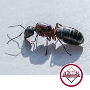Learn More About Carpenter Ants large red and black carpenter ant