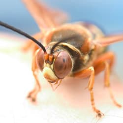 Everything You Need To Know About Cicada Killer Wasps In Albany cicada killer wasp up close