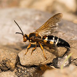 Learn More About Professional Pest Control In Albany a cicada wasp killer outside of an albany home