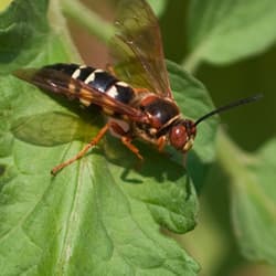 Learn More About The Cicada Killer Wasp cicada killer wasp