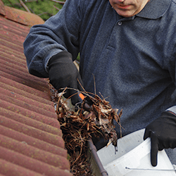 Learn How To Help Limit Exposure To Spring Pests homeowner cleaning gutters