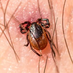 Protect Your Family And Friends From Ticks This Summer embedded tick