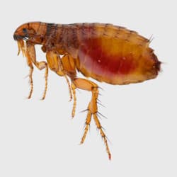 Learn More About Fleas And How You Can Get Them Out Of Your Albany Home flea on gray background