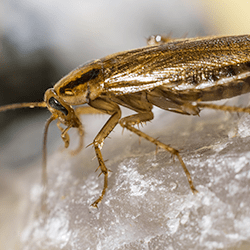 Learn How To Keep German Cockroaches Out Of Your Albany Home german cockroach in albany home