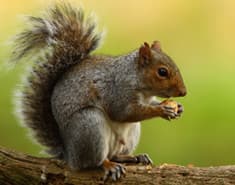 Gray squirrel control in New York gray squirrel in new york