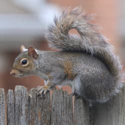Learn The Differences Between The Flying Squirrel And The Gray Squirrel gray squirrel on fence