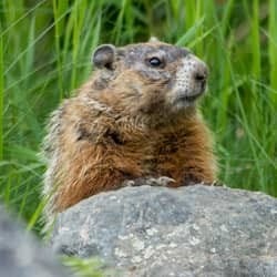 Learn More About Groundhogs And How You Can Protect Your Home groundhog on rock