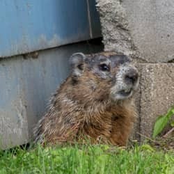 Learn More About The Problems Caused By Wildlife In The Spring groundhog digging near albany home