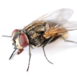 House flies are generally gray in color with black lines on their bodies house fly in albany home