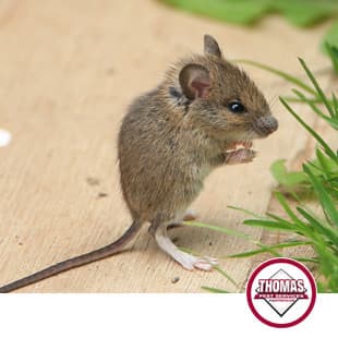 Learn More About The Common House Mouse tiny brown house mouse in albany ny