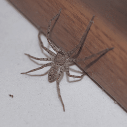 Learn Why DIY Spider Control Methods Fail house spider in home