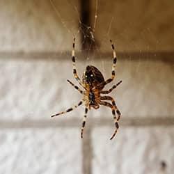 Learn How To Prevent Spiders This Fall spider hanging from web