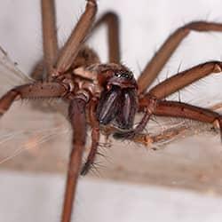 Find Out Why Spiders Are Invading Schenectady Homes spider up close in schenectady home