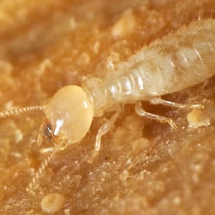 image of a termite up close