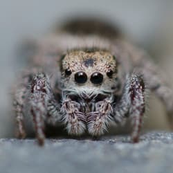 Learn More About The Common Spiders Found In Albany jumping spider found in albany