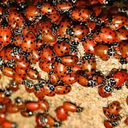 Learn How To Keep Pests From Overwintering In Your Albany Home swarm of lady bugs