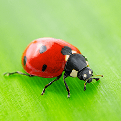 Separating Lady Bug Facts From Lady Bug Myths