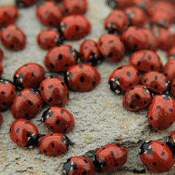 Learn How Thomas Pest Services Can Help Keep Occasional Invaders Out Of Your Home cluster of lady bugs