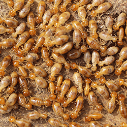 Learn How To Protect Your Home From Termites large amount of termites near albany home