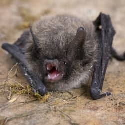 Protect Your Home And Family From Bat Dangers With Thomas Pest Services little brown bat up close