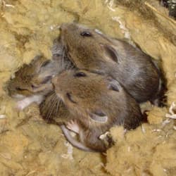 Many Pests Like Mice Can Continue To Be A Problem In New York Throughout The Winter mice nest found in albany home