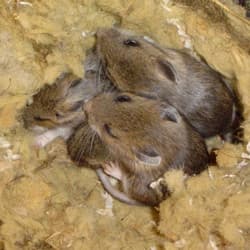 Whether You Opt For A One-Time Service Or Ongoing Services, Thomas Pest Services Stands Ready To Protect You And Your Property From Pests mice resting in attic space