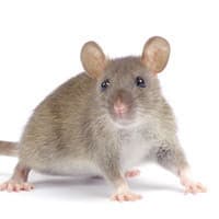 Mice Control In Schenectady, NY Picture Of A Mouse