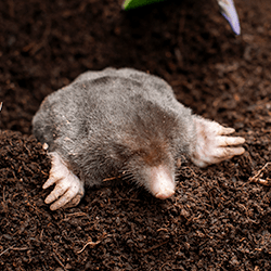 Learn More About The Damage Moles And Voles Can Cause mole digging