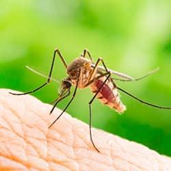 Protect Your Property From Mosquito Infestations a mosquito biting a saratoga county resident in the bare skin of her forarm on a bright sunny day