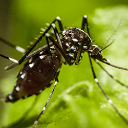 Learn How To Protect Your Family And Pets From Mosquitoes And Ticks mosquito up close in albany, ny