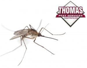 Use The Winter Time To Prep For Spring Mosquito Control mosquito in albany ny