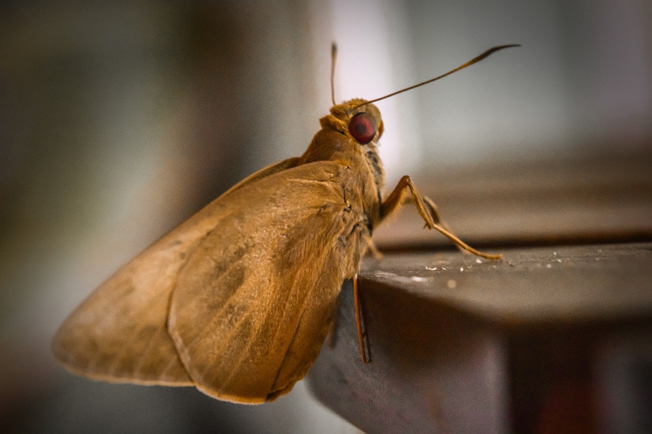 What to Do When You Have Moths in the Closet