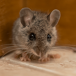 Learn How To Keep Mice Out Of Your Albany Home mouse found in albany home
